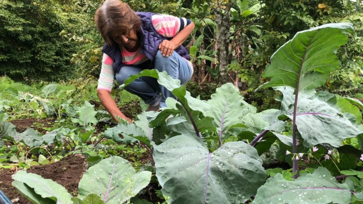 Productores locales trabajan en huertos agroecológicos de Galápagos, que abastecen parte del consumo interno.