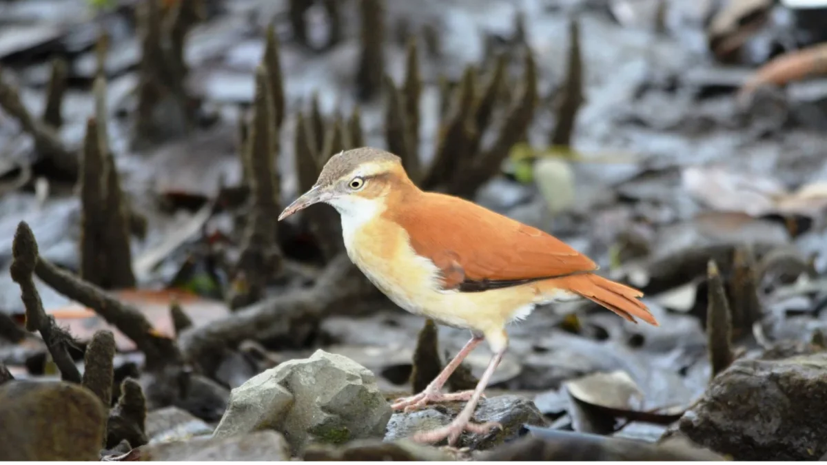 Se sabe poco sobre esta especie a pesar de ser común.