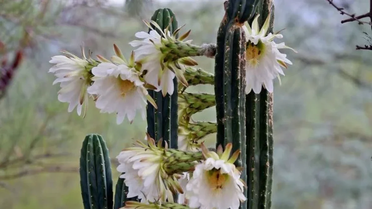 Echinopsis pachanoi es el nombre científico del cactus San Pedro, que está ganando espacio en la medicina moderna como objeto de estudio.