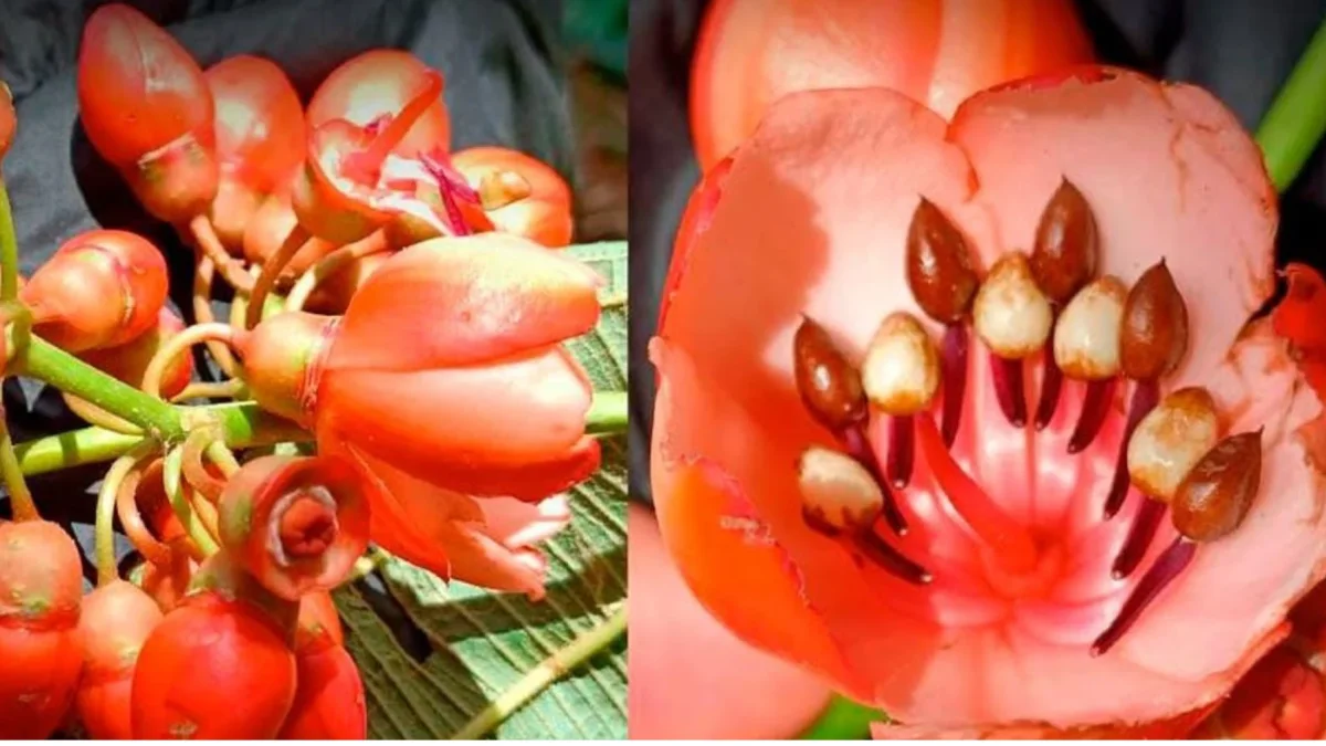 Una de las once especies del género Axinaea que fueron descritas en el estudio.