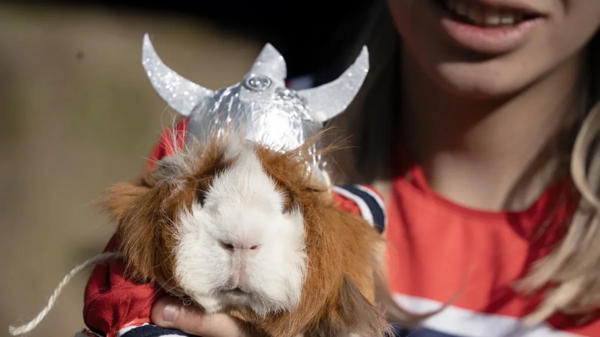 Un cuy caracterizado como Erling Haaland lució la camiseta de Noruega y un casco vikingo durante el Festival del Cuy, celebrado en Urbina, Carchi.