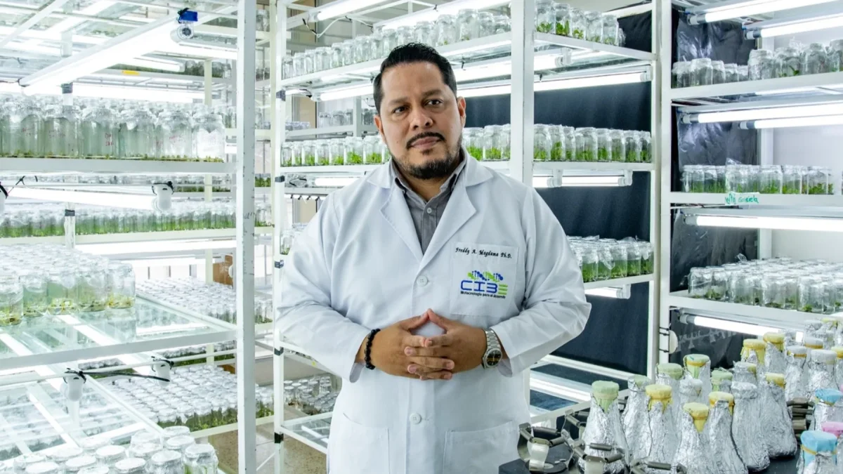 El Fusarium Raza 4 Tropical fue detectado por primera vez en Ecuador en 2025. En julio de 2026 se confirmó un segundo brote en un predio vecino de El Quemado, en la provincia de El Oro.