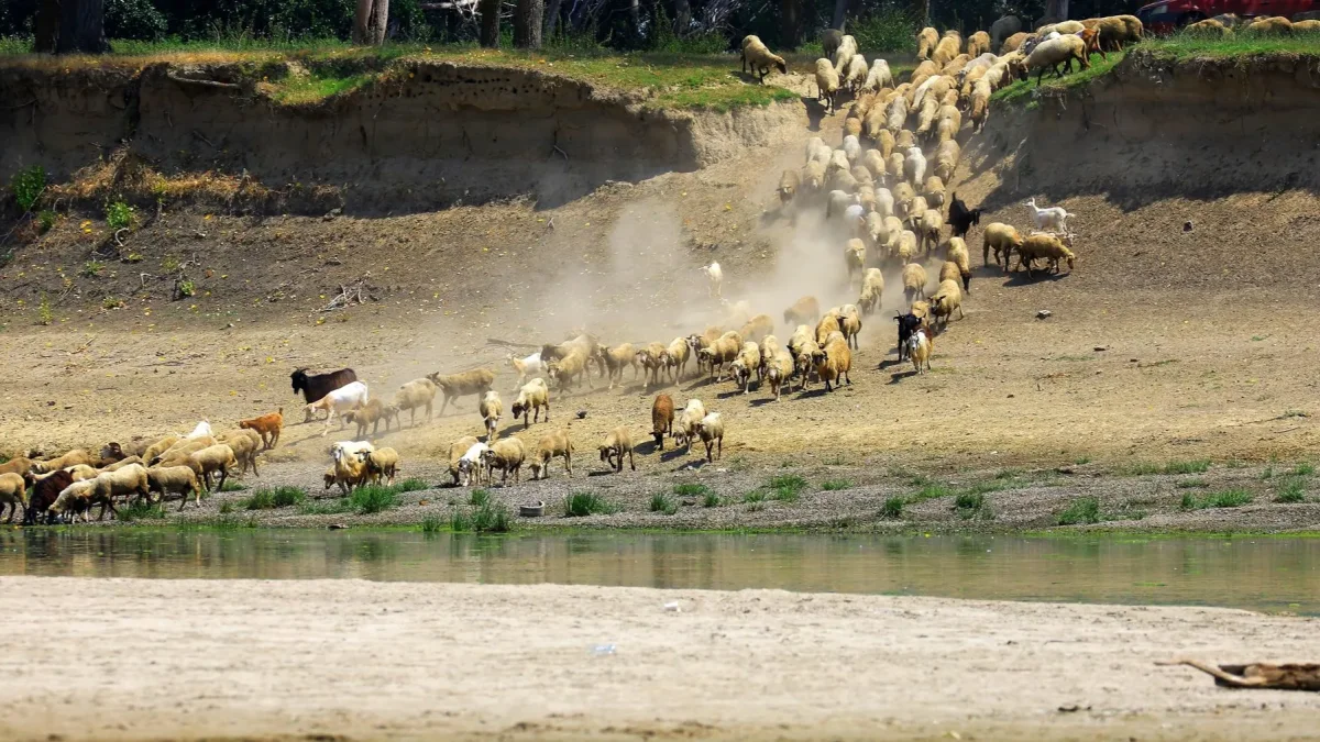 Un rebaño de ovejas y cabras acude a beber agua del río Danubio en medio de niveles históricos bajos de agua, en el pueblo de Rasova.