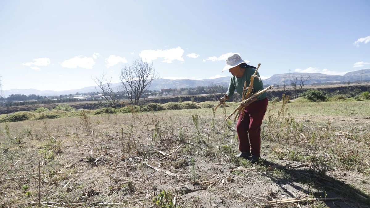 La sequía afecta cultivos de maíz, hortalizas y pastizales, reduciendo la producción y comprometiendo el sustento de familias de los valles.