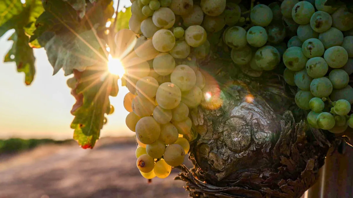 Los incendios en el sureste de Francia ponen en riesgo miles de botellas de la cosecha de vino 2026.