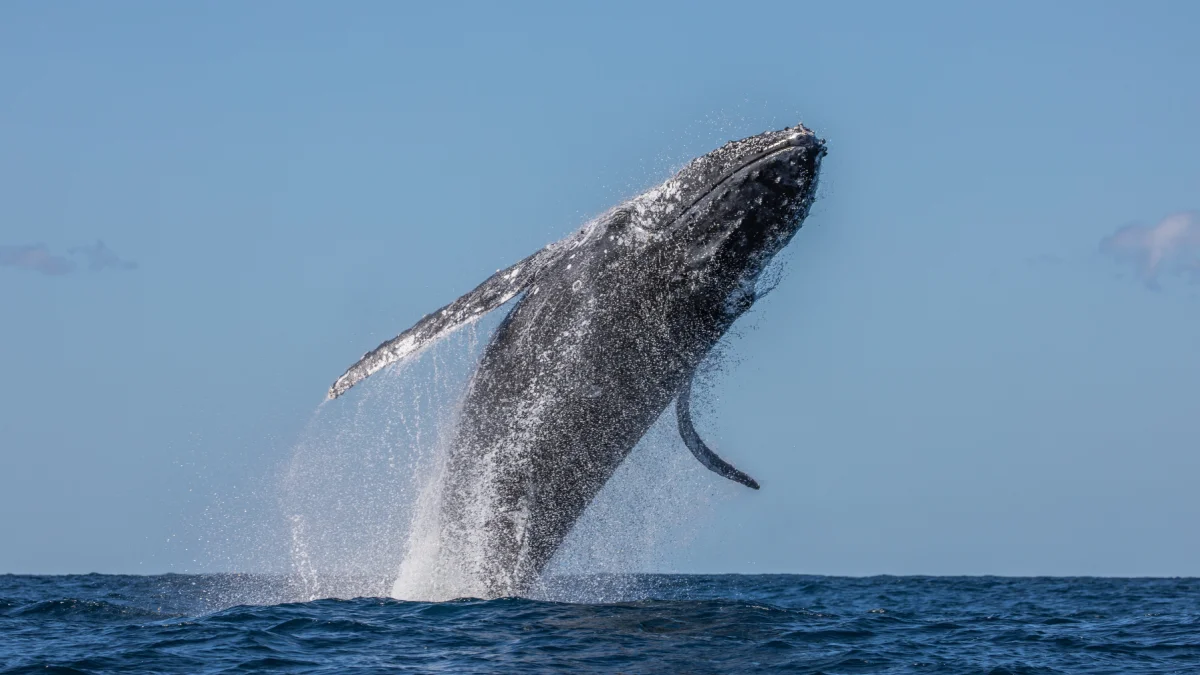 Las ballenas jorobadas llegan a la Costa ecuatoriana entre junio y septiembre para cumplir su ciclo reproductivo.