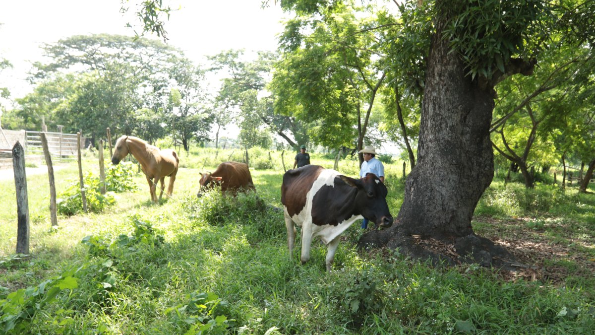 Ganaderos de Salitre buscan establecer reservas de forraje de manera preventiva para complementar la alimentación del hato ante una posible disminución debido a El Niño.