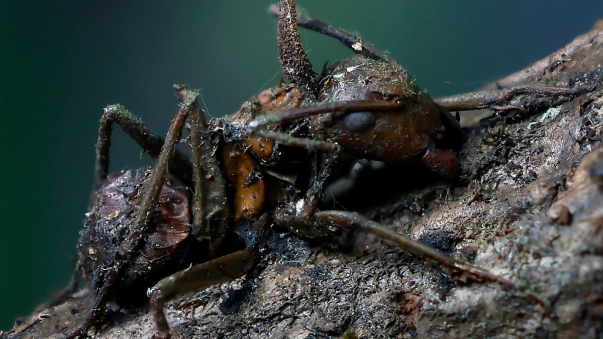 Descubren seis nuevos tipos de hongos zombis en México.