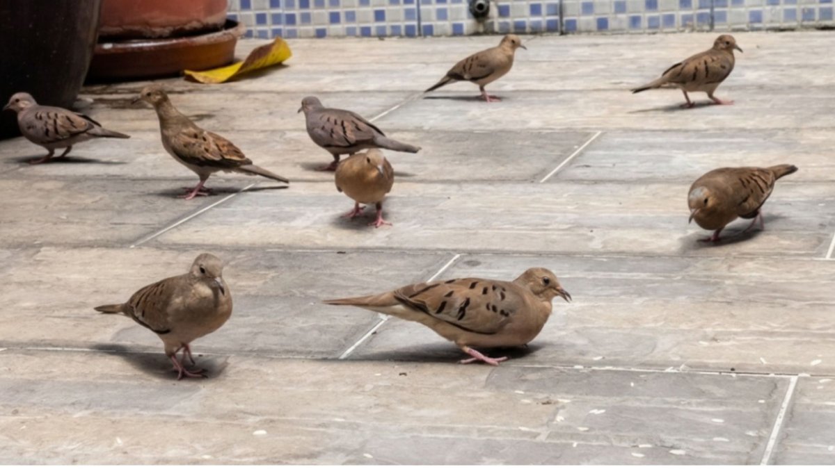 Un grupo de palomitas tierreras. Muestran agresividad entre ellas al competir por alimento.