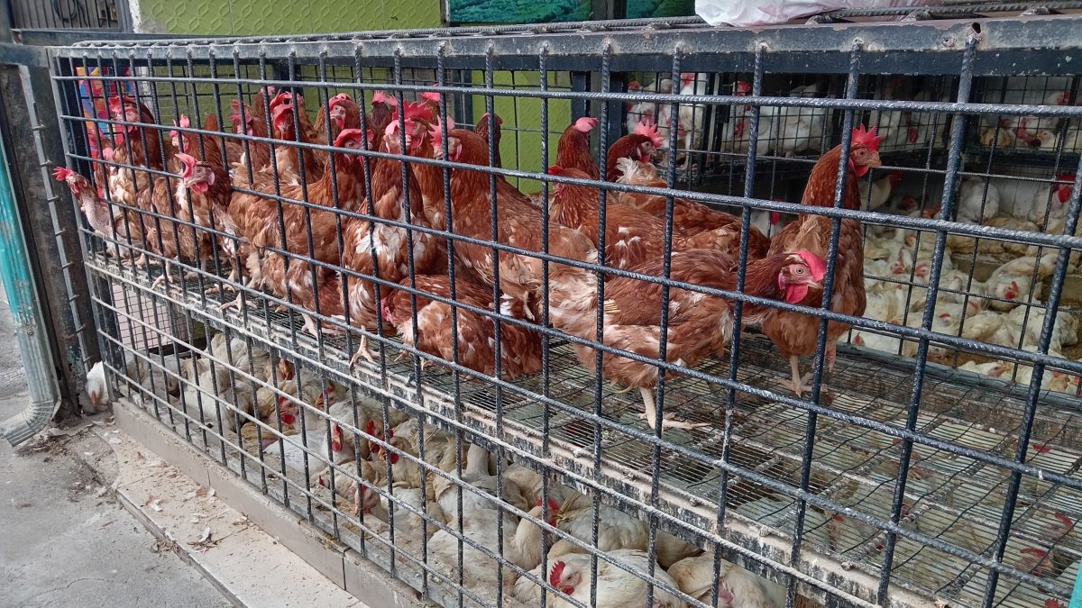 Uno de los locales que venden pollos al por mayor en la vía a Pascuales.
