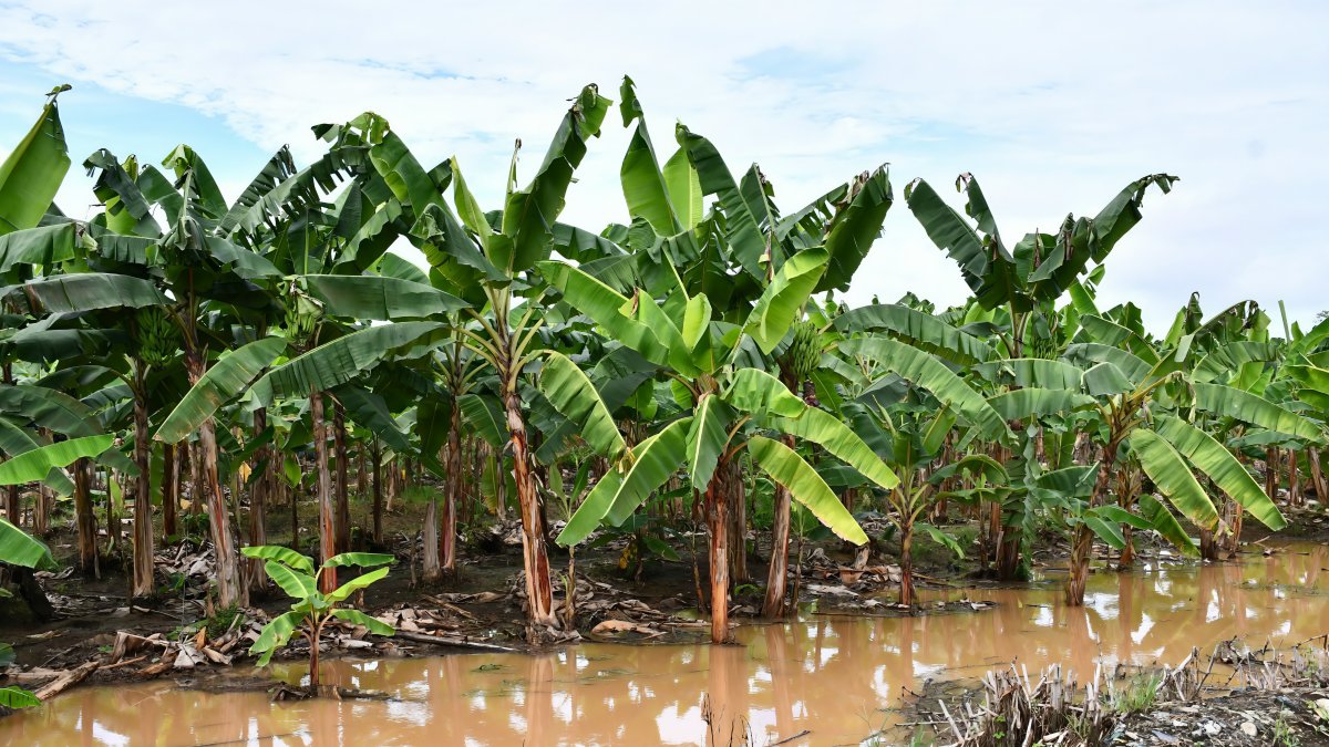 El agua es uno de los principales medios de propagación del Fusarium Raza 4 Tropical.
