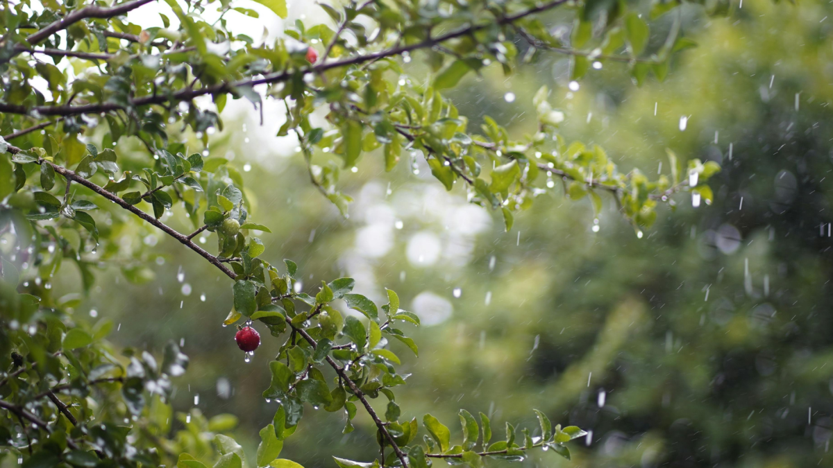 La lluvia refresca la vegetación en Ecuador, mientras Inamhi anticipa precipitaciones en las cuatro regiones este 17 de agosto.