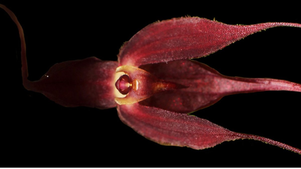 La nueva orquídea descubierta, Pleurothallis pembertonii.
