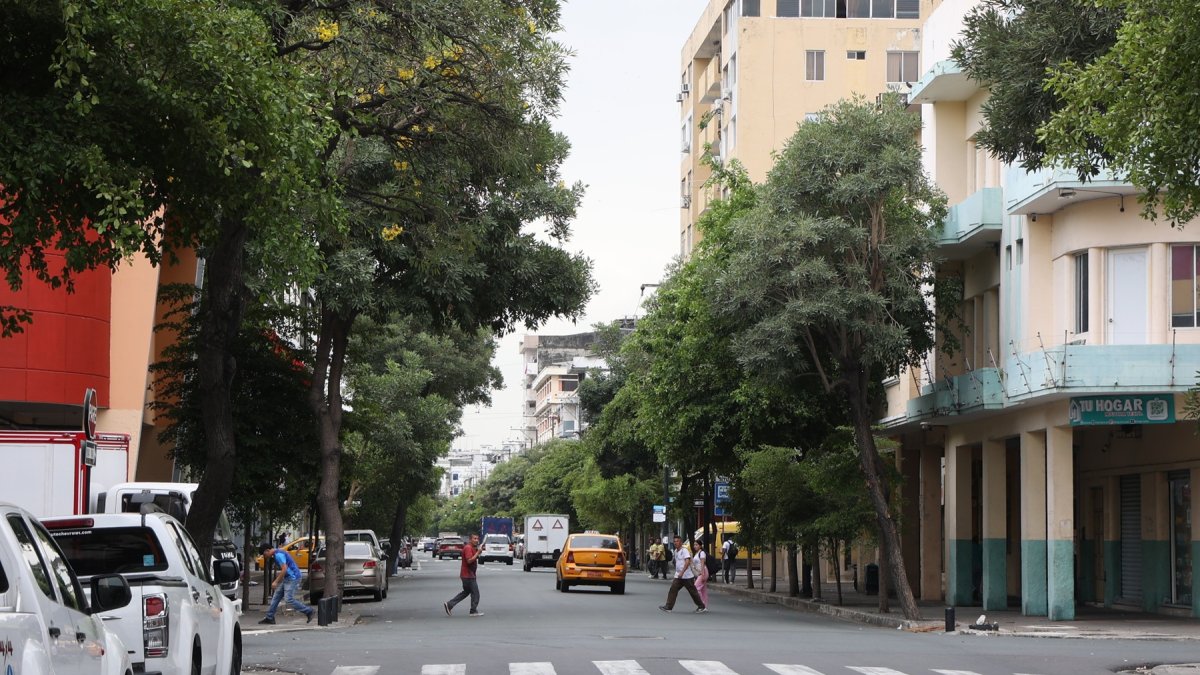Guayacanes engalanan a diario el paso a lo largo de la calle Chimborazo, en el centro de Guayaquil.