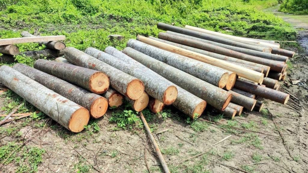 La balsa representa aproximadamente el 40 % de las exportaciones de la industria maderera nacional