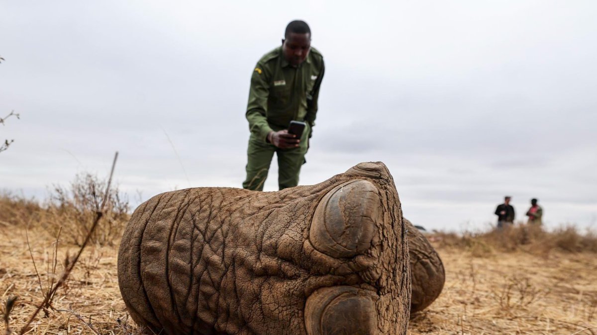 Lesidai Kipelian, guardabosques comunitario del rancho colectivo Olgulului-Ololarashi, fotografía los restos de Genghis Khan, un elefante macho de 11 años.