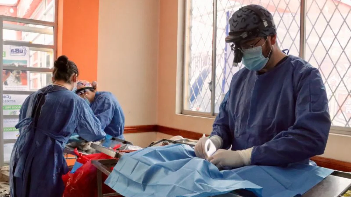 La campaña de esterilización se realizará el 29 de agosto en tres sectores de Quito.