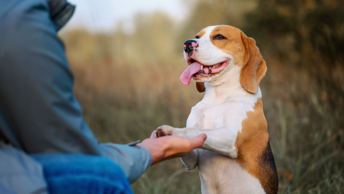 El Club de Firu ofrecerá una nueva edición gratuita de educación canina en Quito desde septiembre de 2026.