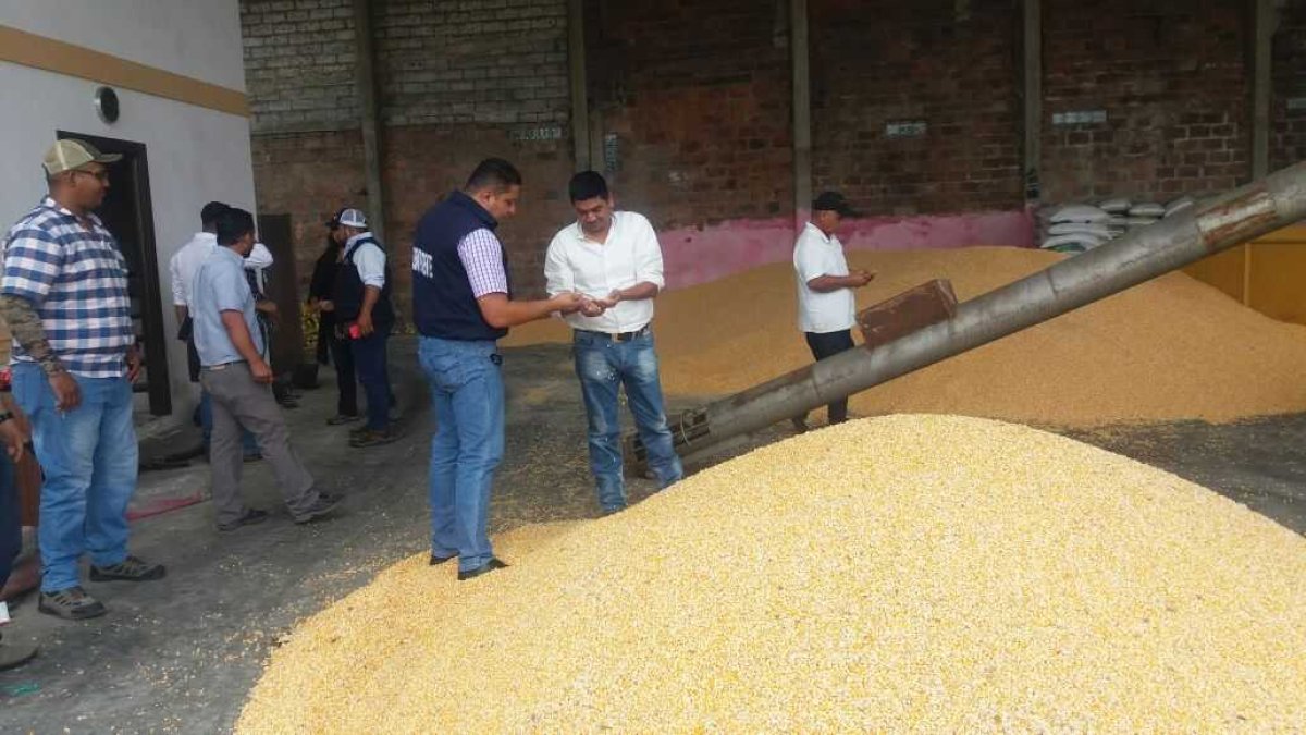 Foto referencial de la cosecha de maíz en Ecuador.