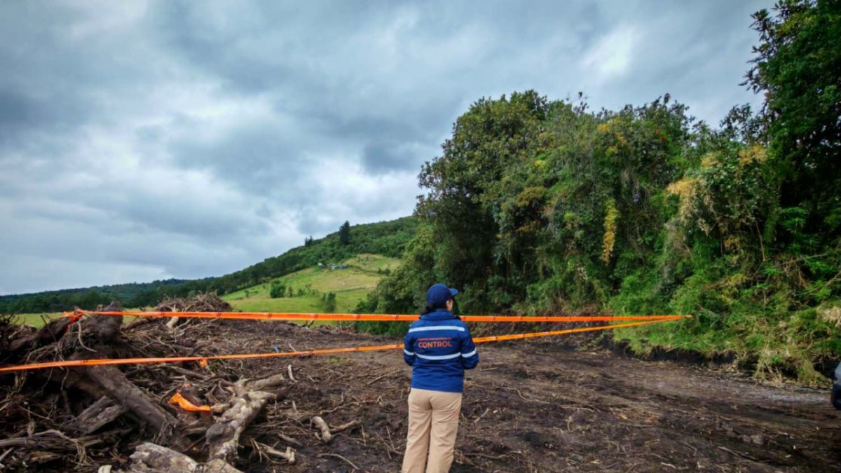 Daño ambiental. La maquinaria pesada destruyó 140 árboles nativos, afectando troncos, ramas y raíces de especies que ya no pueden recuperarse.