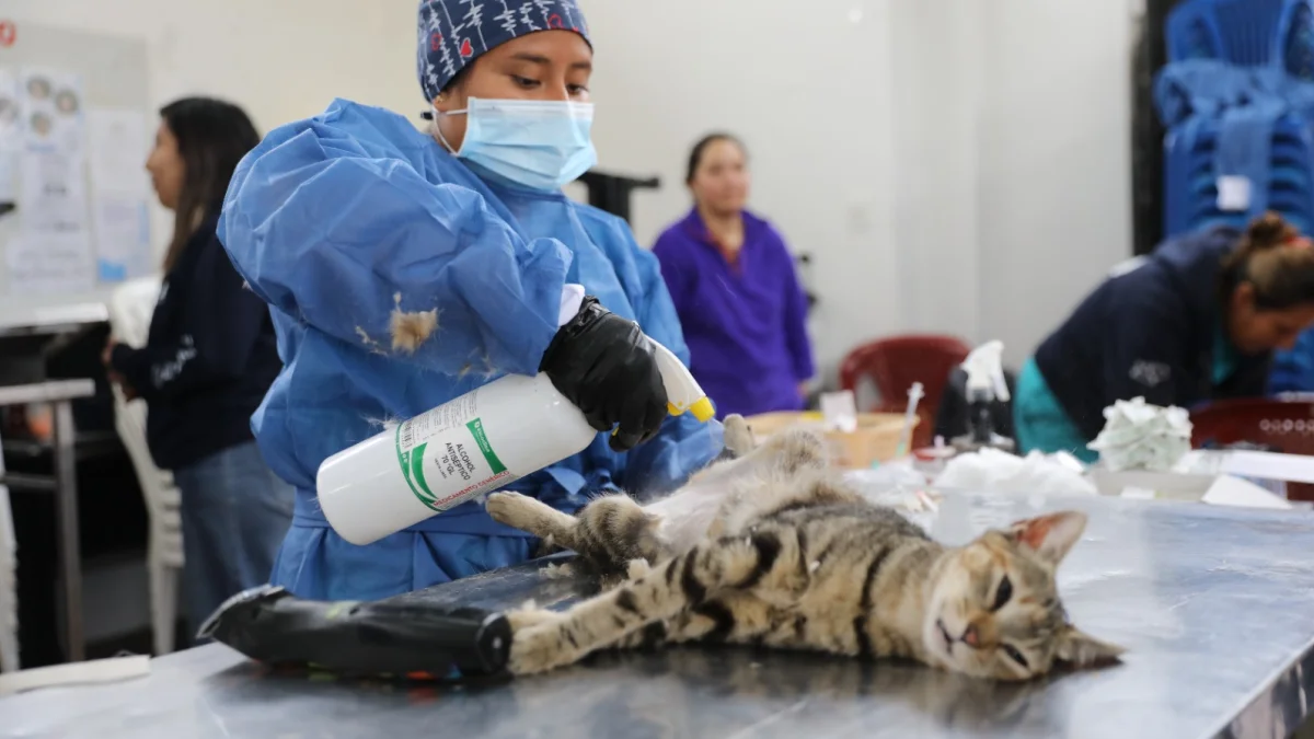 La campaña de esterilización se realizará el 29 de agosto en tres sectores de Quito.