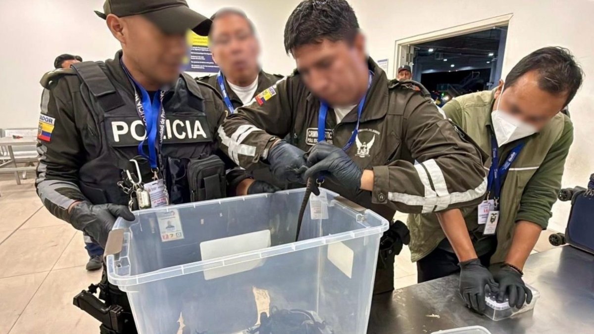 Extranjera fue detenida en Quito al intentar llevar 28 iguanas marinas a Islandia.