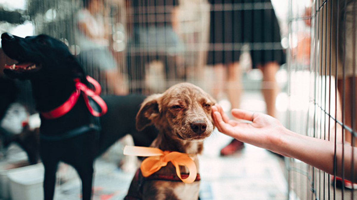 Tres mascotas serán seleccionadas para convertirse en los rostros de los nuevos vehículos municipales que ofrecerán esterilización gratuita en diferentes sectores de Quito.