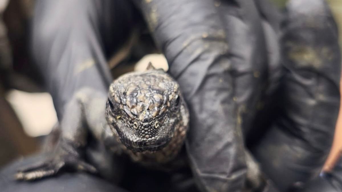 Las 32 iguanas marinas de Galápagos fueron rescatadas en el aeropuerto de Quito cuando presuntamente intentaban sacarlas ilegalmente del país.