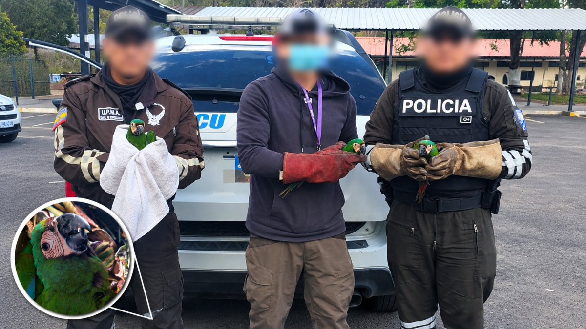 Tres guacamayos frenticastaños fueron rescatados durante un operativo en la Terminal Terrestre de Quitumbe, donde permanecían dentro de un transportador de gallos.