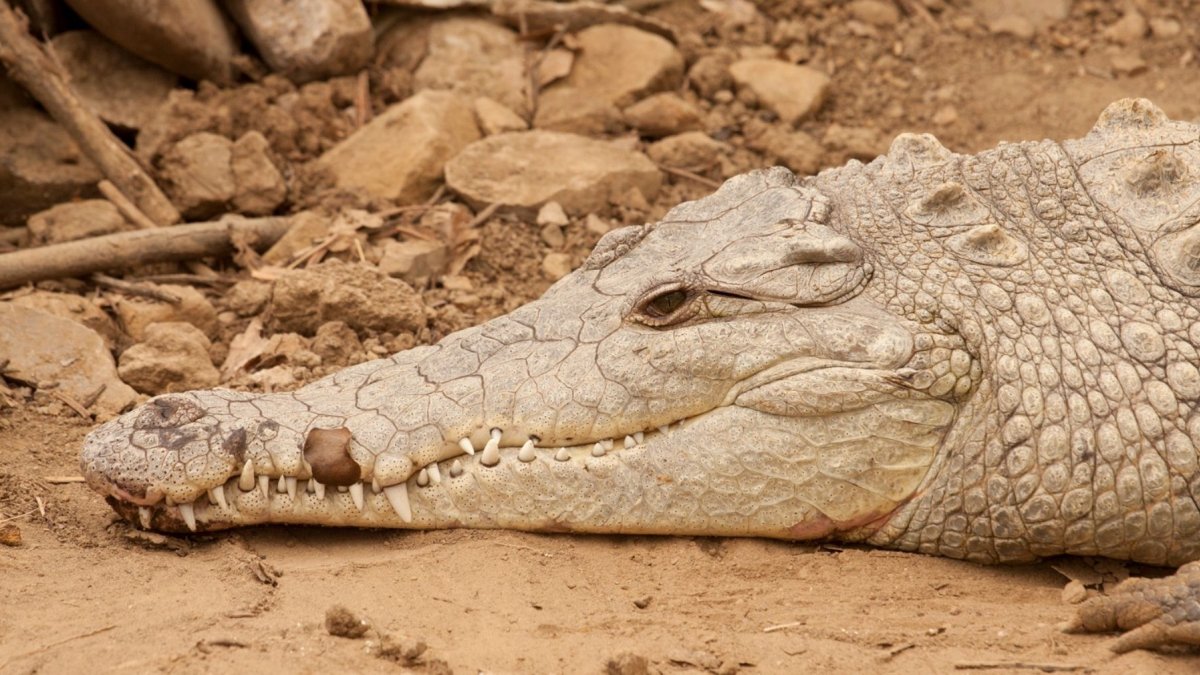 Los humanos entran en conflicto con la especie por falta de educación ambiental.