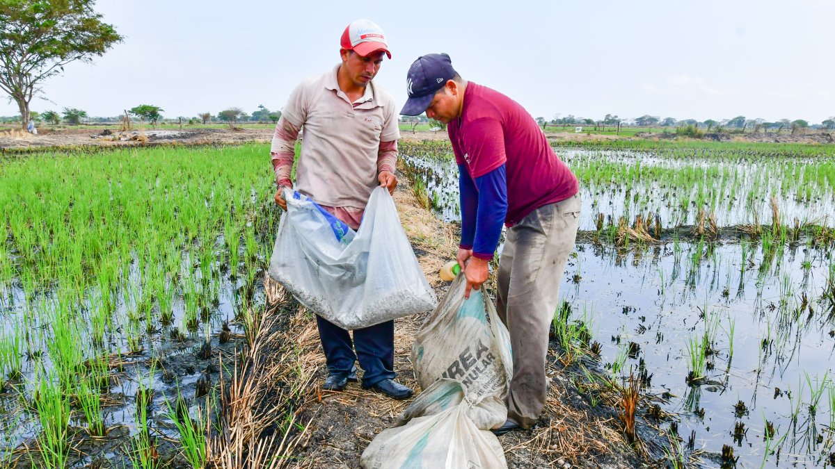 Productores arroceros modificaron las dosis de fertilización debido al encarecimiento.