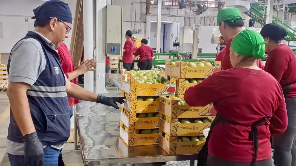 En 2025, Ecuador exportó alrededor de 14 millones de cajas de mango.