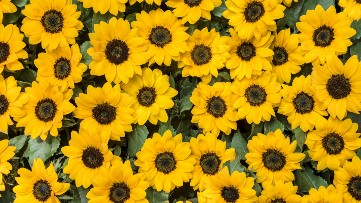 Las flores amarillas se han convertido en una tradición popular cada 21 de septiembre.