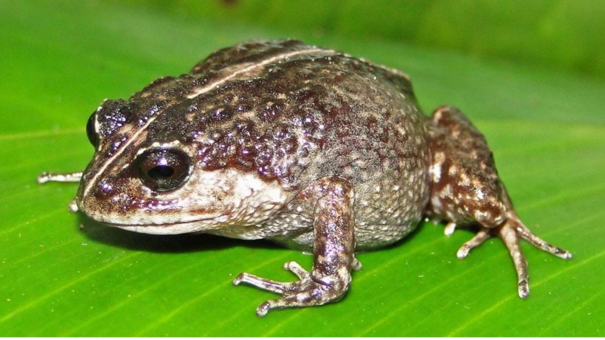La nueva rana descubierta, 'Lynchius romolerouxae'