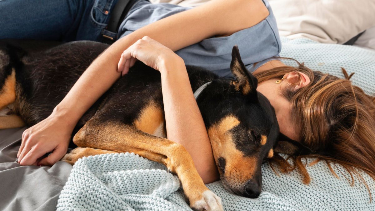 Lo mejor de la tarde: una siesta en compañía canina
