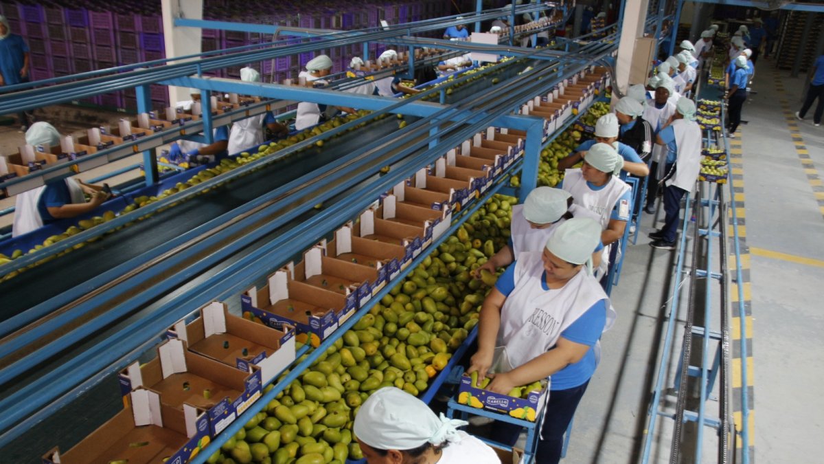 Oferta. El mal clima adelantó la cosecha de mangos, pero el sector espera una baja del 40 % de su producción