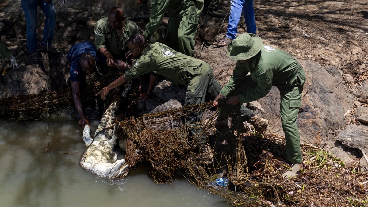 Un equipo del Servicio de Vida Silvestre de Kenia (KWS) capturó un cocodrilo del Nilo con redes en el lago Baringo, el 2 de septiembre de 2026.