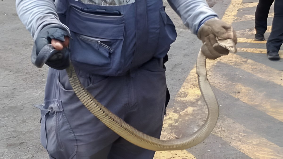Personal de la ABG halló una culebra viva camuflada en un cargamento que sería trasladado desde Guayaquil hacia Galápagos.