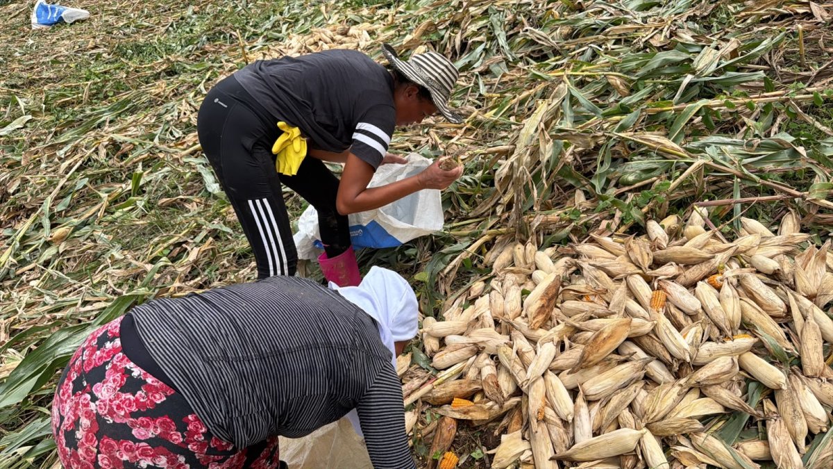 Agricultores buscan entre las plantas tumbadas por el viento las mazorcas que puedan vender.