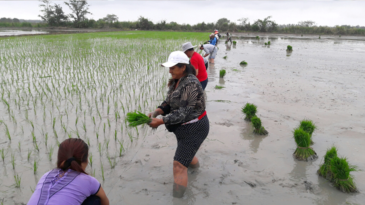 os cultivos de arroz serían de los más perjudicados por el fenómeno de El Niño.