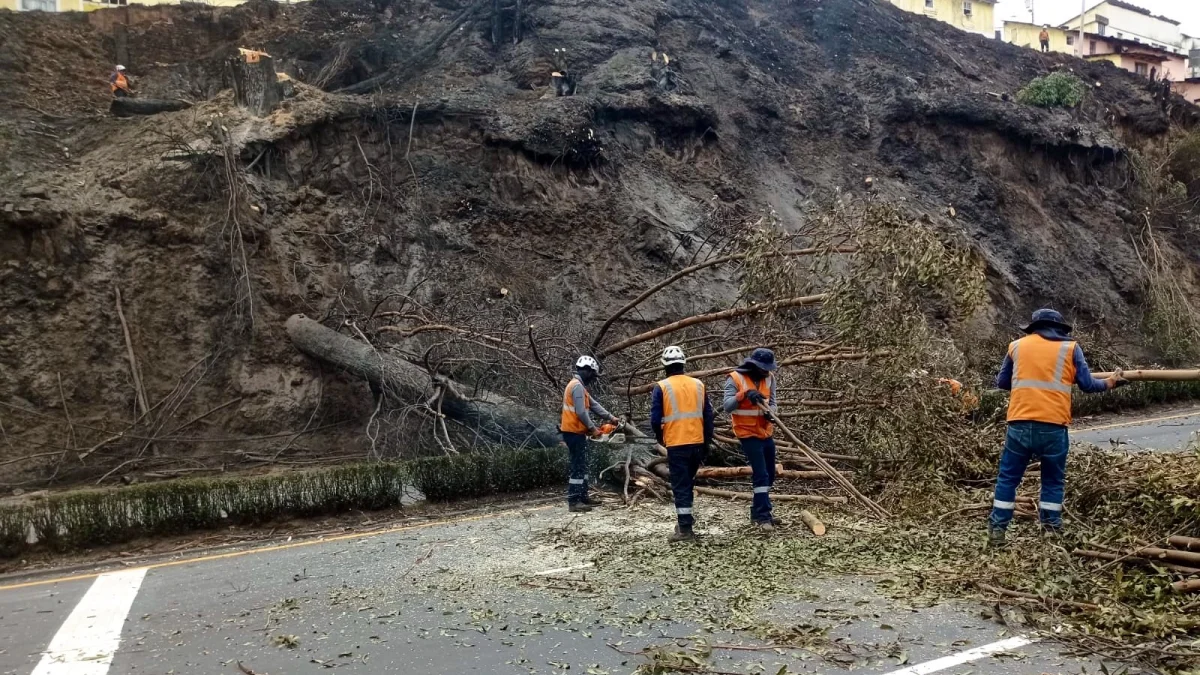 Los árboles quedaron en riesgo de caer en un tramo de la avenida Velasco Ibarra.
