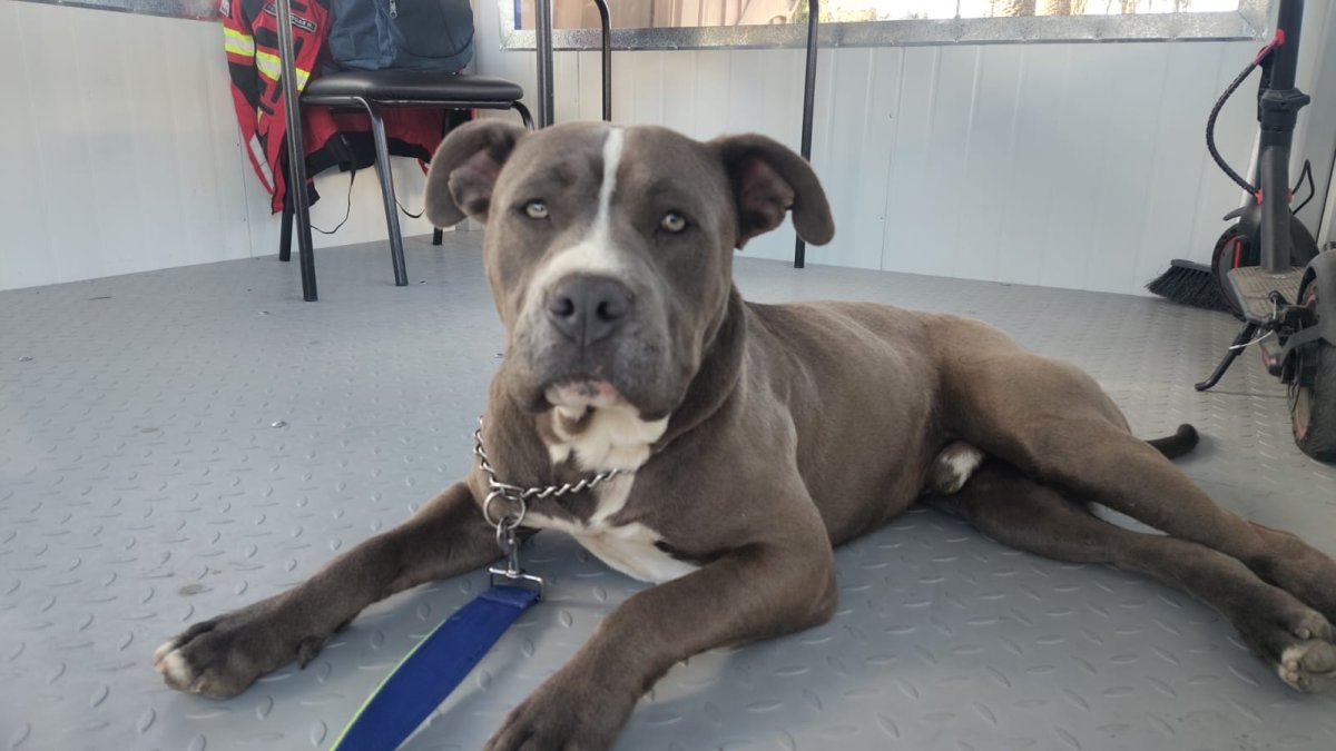 Kratos se convirtió en el nuevo compañero del personal del PMO Cumbayá, donde recibe cuidados, cariño y entrenamiento tras quedar solo.