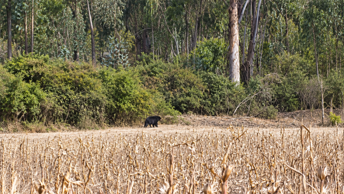 Un oso andino fue avistado en Rayocucho, Quito, mientras buscaba alimento tras el incendio forestal que afectó la zona del Casitagua.