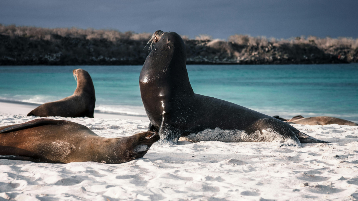 Las nuevas normas de Galápagos establecen distancias mínimas para observar fauna silvestre.