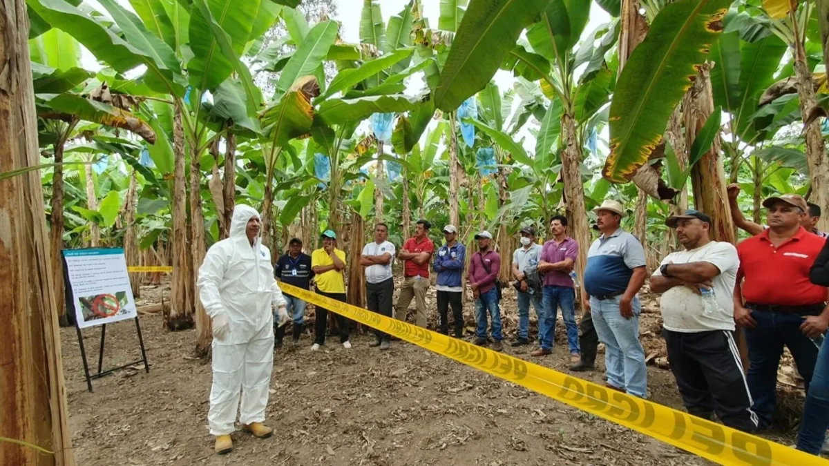 Técnicos reforzarán la vigilancia y prevención de plagas que afectan a cultivos agrícolas en Ecuador.