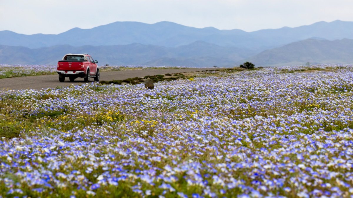 Una camioneta circula por una carretera bordeada de flores silvestres en el desierto de Atacama, cerca de Copiapó, Chile, el 17 de septiembre de 2026.