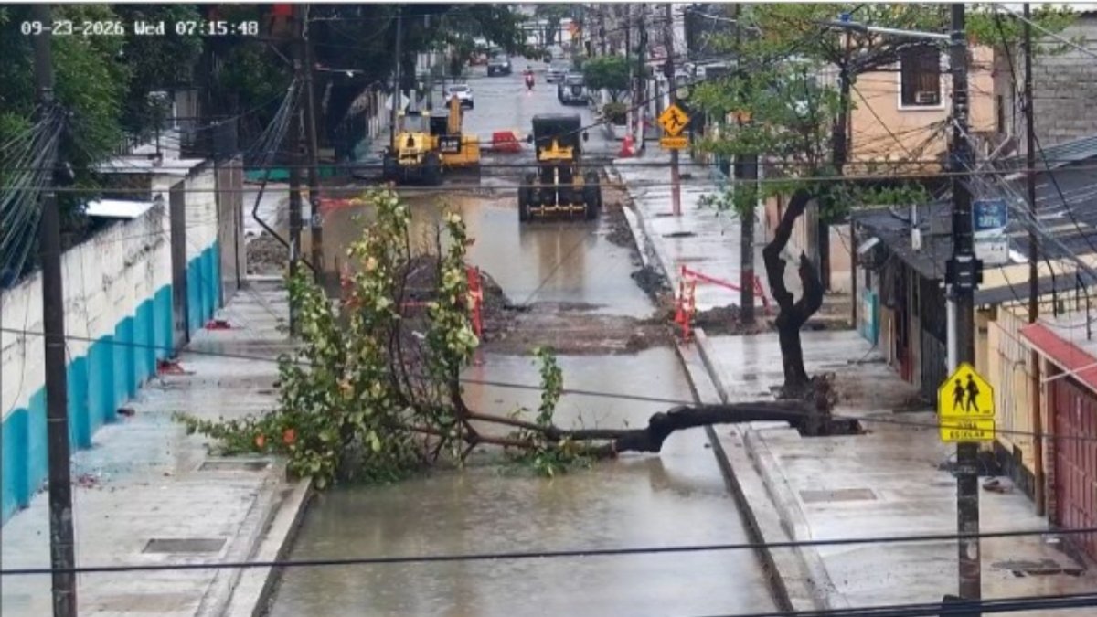 Un árbol cayó sobre una calle en la ciudadela La Atarazana, en el norte de Guayaquil, la mañana de este miércoles 23 de septiembre
