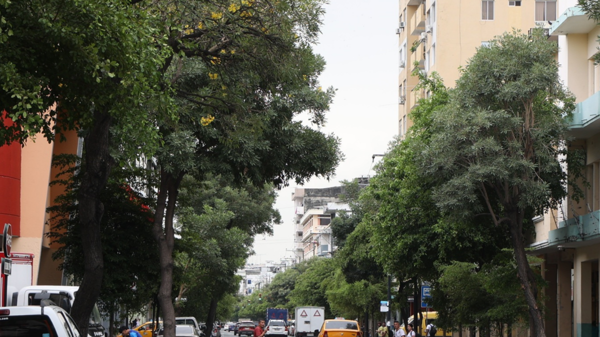 El parque Santa Clara de Daule es señalado como un ejemplo de los desafíos que enfrenta el cantón para conservar sus árboles y áreas verdes.