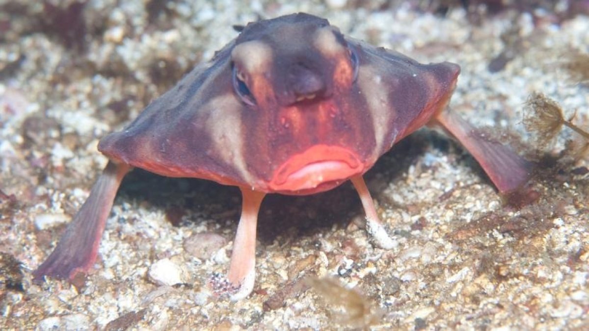 El pez murciélago de labios rojos (Ogcocephalus darwini) se desplaza sobre el fondo marino de Galápagos mediante sus aletas modificadas.