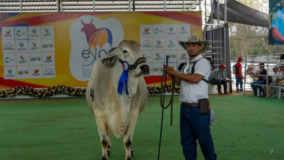 Chone recibirá el Mundial del Cebú desde el próximo 19 de octubre